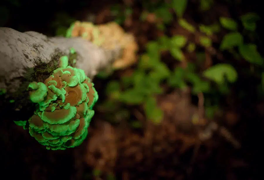 Hongo en repisa sobre un tronco, brillando de verde en el bosque