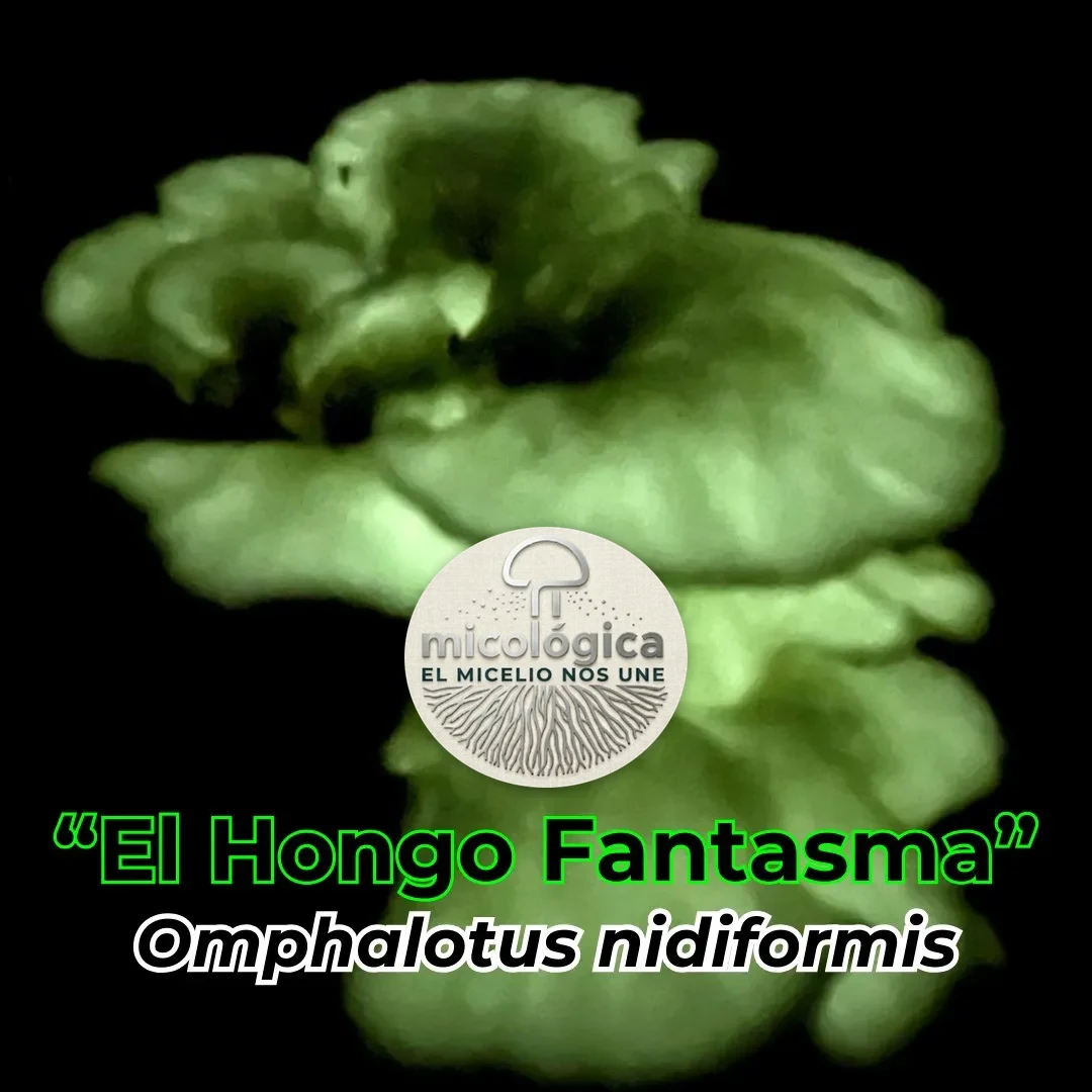 Omphalotus nidiformis, el hongo fantasma, brillando en la oscuridad