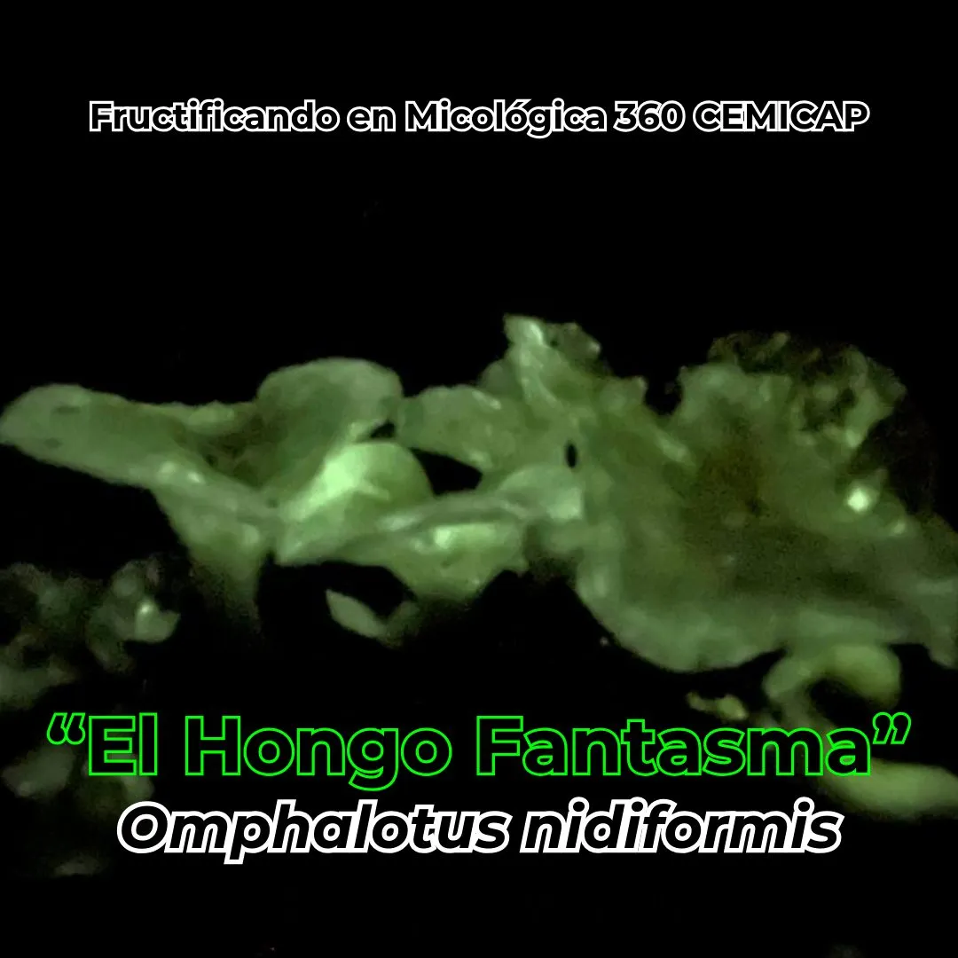 Omphalotus nidiformis fructificando en Micológica 360 CEMICAP