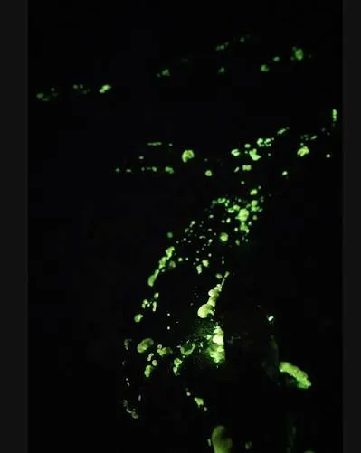 Pequeños hongos luminosos sobre la madera