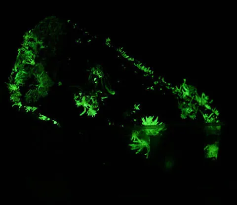 Micelio bioluminiscente en su sustrato