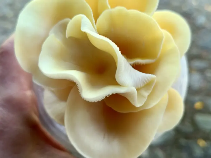 Seta amarilla cultivada