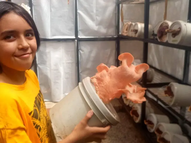Niña cosechando seta rosa de su unidad de producción