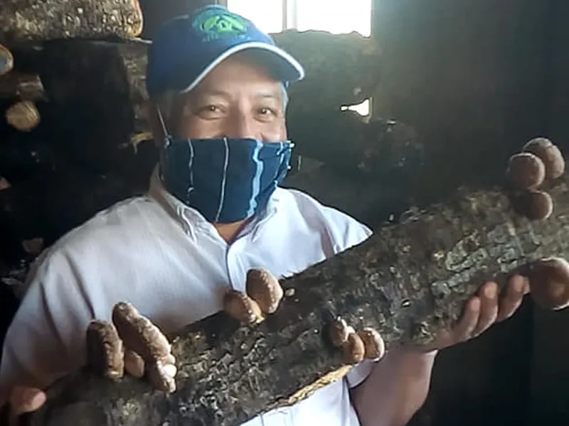 Productor con tronco de shiitake en fructificación
