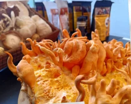Platillo gratinado con cordyceps del Pop Up